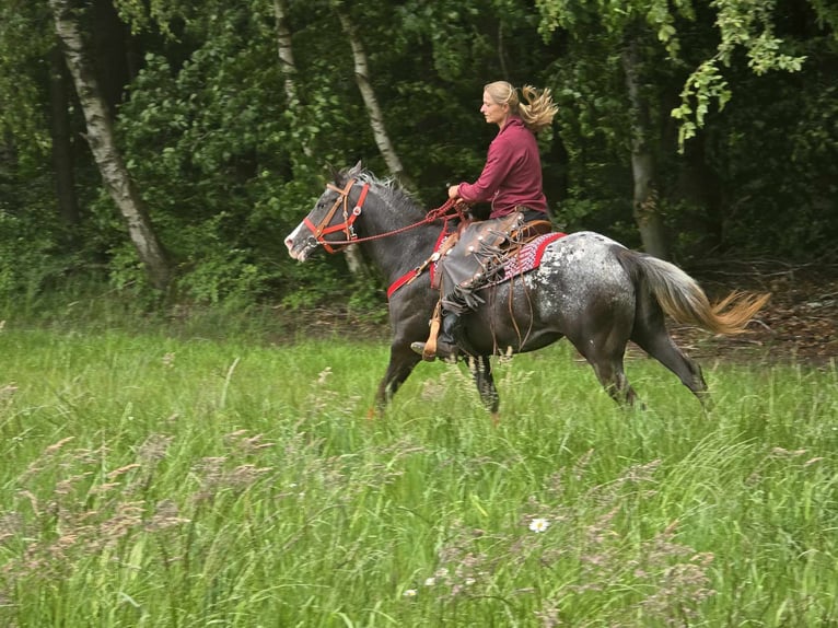 Appaloosa Stute 8 Jahre 151 cm Tigerschecke in Linkenbach