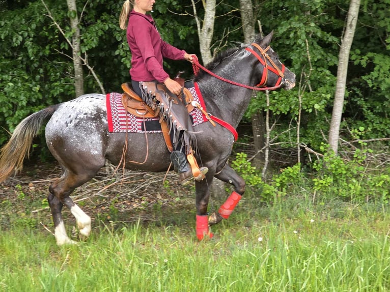 Appaloosa Stute 8 Jahre 151 cm Tigerschecke in Linkenbach