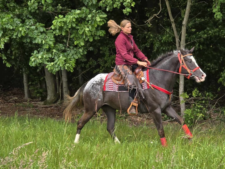 Appaloosa Stute 8 Jahre 151 cm Tigerschecke in Linkenbach