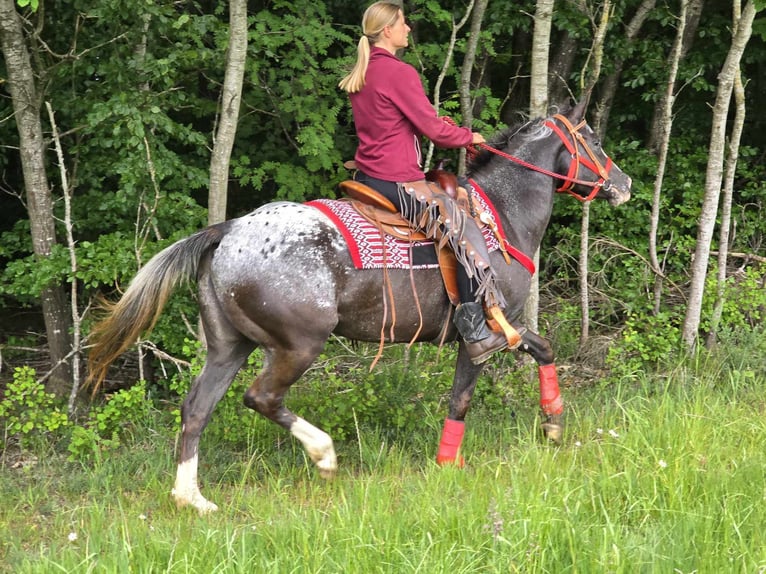 Appaloosa Stute 8 Jahre 151 cm Tigerschecke in Linkenbach