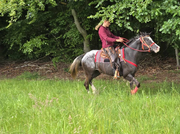 Appaloosa Stute 8 Jahre 151 cm Tigerschecke in Linkenbach