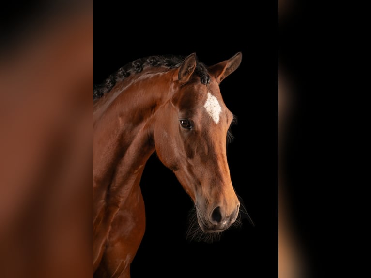 Appaloosa Mix Stute 8 Jahre 152 cm Brauner in Koudum