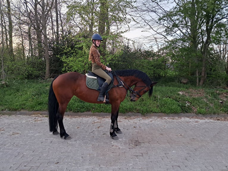 Appaloosa Mix Stute 8 Jahre 152 cm Brauner in Koudum
