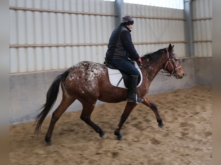 Appaloosa Stute 8 Jahre 152 cm Tigerschecke in Buttst&#xE4;dt