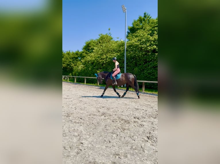 Appaloosa Mix Stute 8 Jahre 153 cm Dunkelbrauner in Ziesendorf