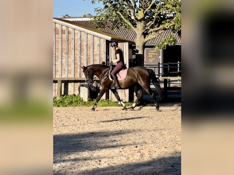 Appaloosa Mix Stute 8 Jahre 153 cm Dunkelbrauner in Ziesendorf