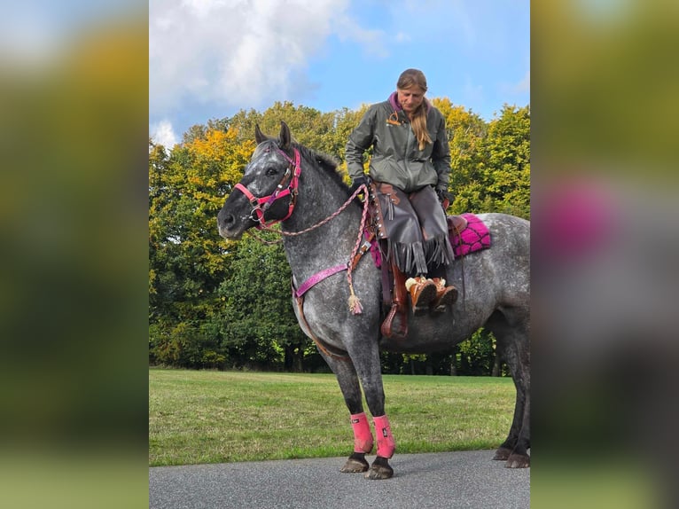 Appaloosa Mix Stute 8 Jahre 154 cm Tigerschecke in Linkenbach