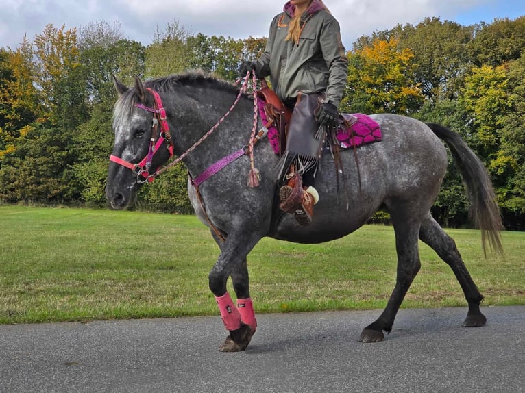 Appaloosa Mix Stute 8 Jahre 154 cm Tigerschecke in Linkenbach