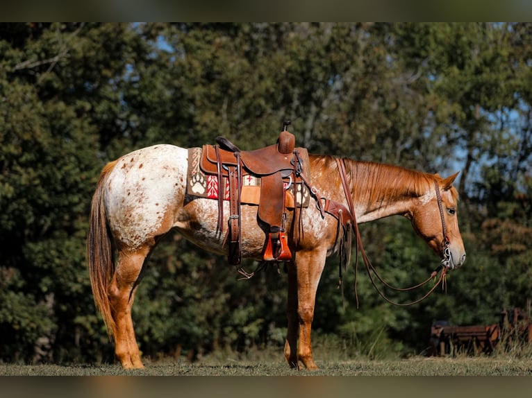 Appaloosa Stute 8 Jahre 155 cm Dunkelfuchs in Santa Fe
