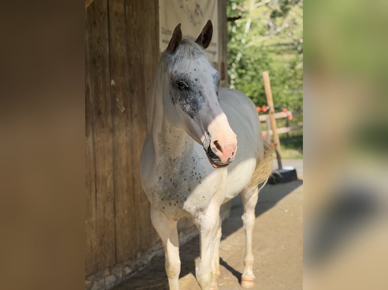 Appaloosa Mix Stute 8 Jahre 155 cm Schimmel in Wernetshausen
