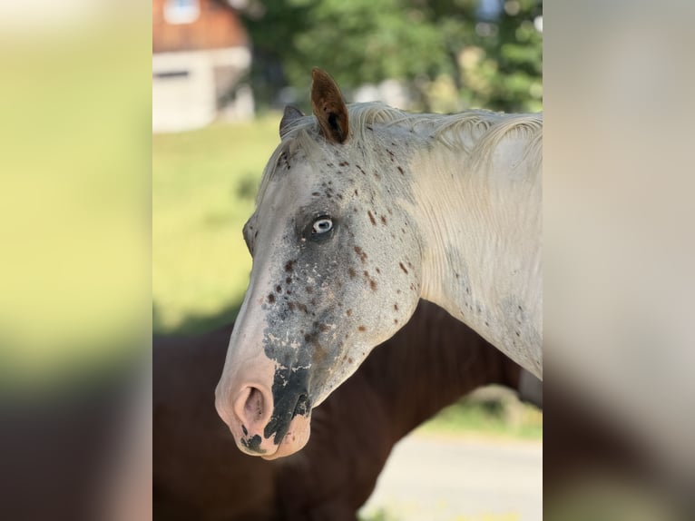 Appaloosa Mix Stute 8 Jahre 155 cm Schimmel in Wernetshausen