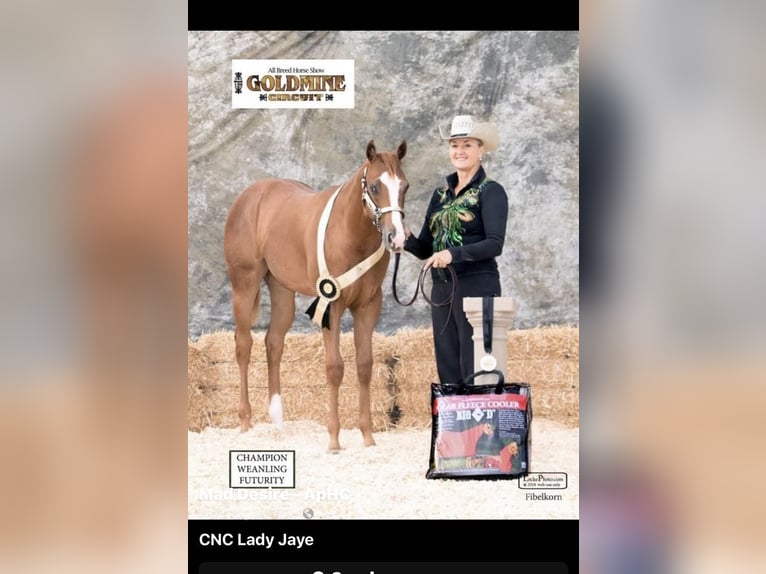 Appaloosa Stute 8 Jahre Roan-Red in Paicines CA