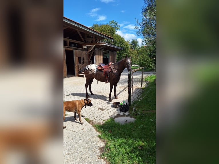 Appaloosa Stute 8 Jahre  in Oberaudorf