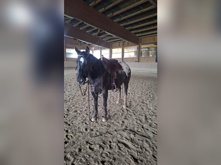 Appaloosa Stute 8 Jahre  in Oberaudorf