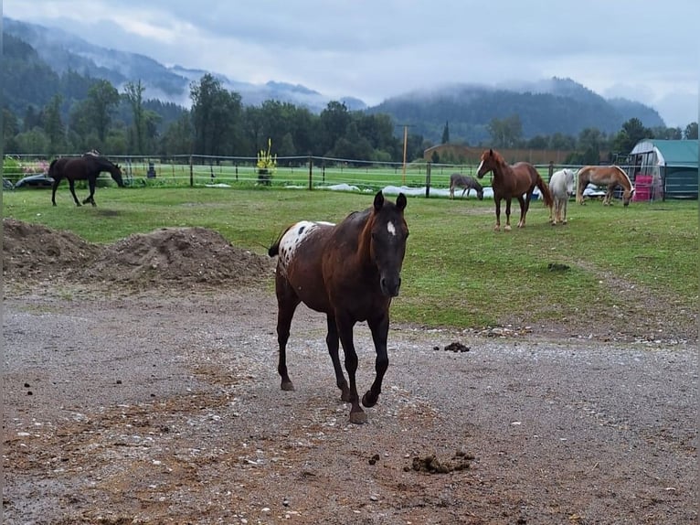 Appaloosa Stute 8 Jahre  in Oberaudorf