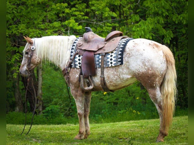 Appaloosa Stute 9 Jahre 137 cm in Dennison IL