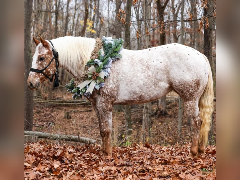 Appaloosa Stute 9 Jahre 137 cm in Dennison IL