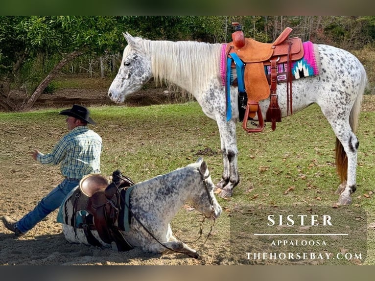 Appaloosa Stute 9 Jahre 140 cm Tigerschecke in Kentwood, LA