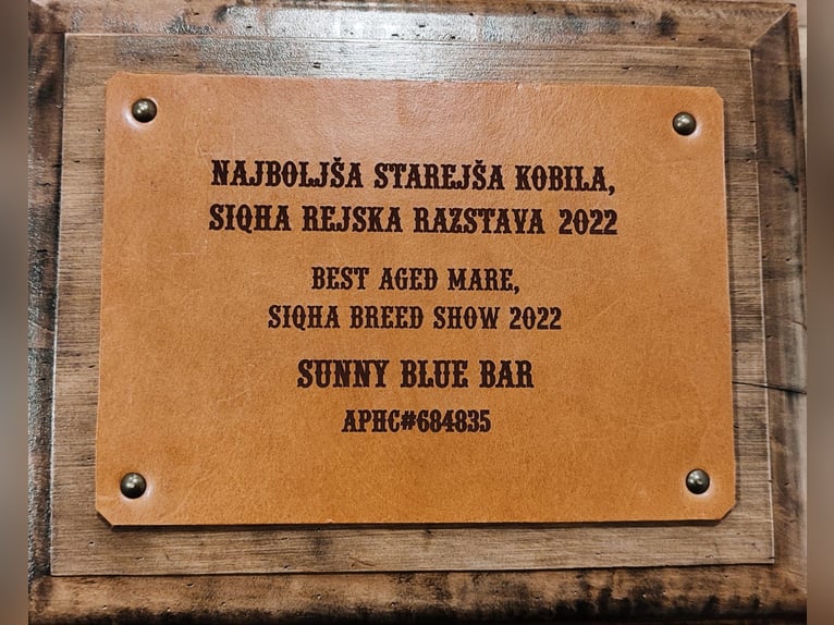 Appaloosa Stute 9 Jahre 149 cm  in Maribor