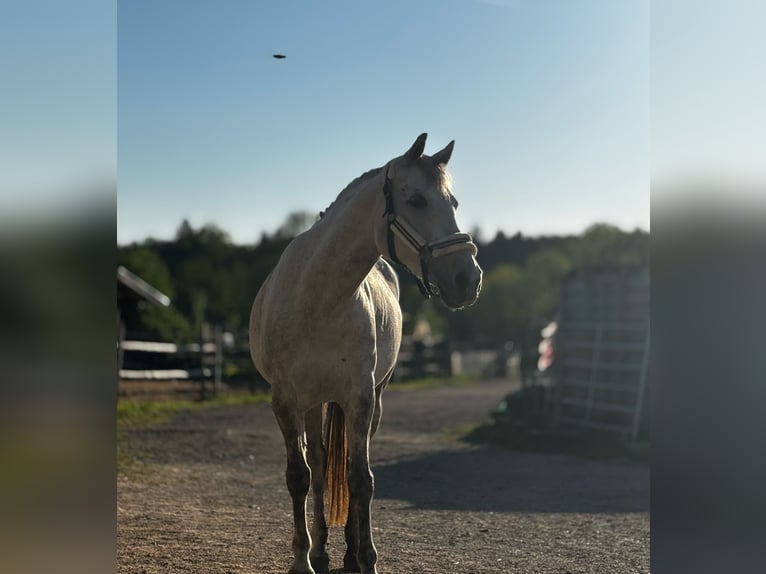 Appaloosa Stute 9 Jahre 155 cm Apfelschimmel in Riedlkam