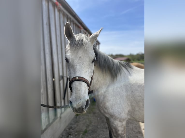 Appaloosa Stute 9 Jahre 155 cm Apfelschimmel in Riedlkam