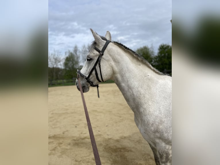 Appaloosa Stute 9 Jahre 155 cm Apfelschimmel in Riedlkam