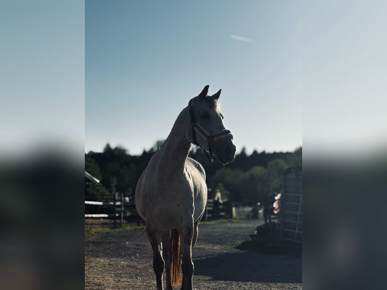 Appaloosa Stute 9 Jahre 155 cm Apfelschimmel in Riedlkam