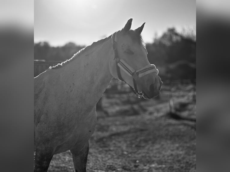Appaloosa Stute 9 Jahre 155 cm Apfelschimmel in Riedlkam