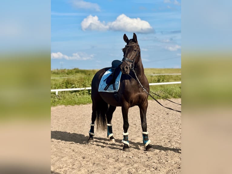 Appaloosa Mix Stute 9 Jahre 155 cm Dunkelbrauner in Ziesendorf