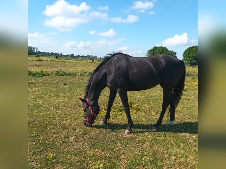 Appaloosa Mix Stute 9 Jahre 163 cm Rappe in Nijlen