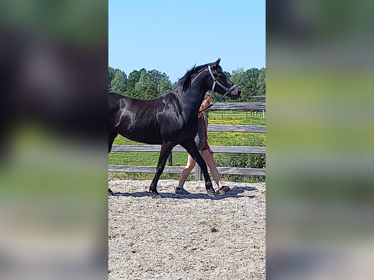 Appaloosa Mix Stute 9 Jahre 163 cm Rappe in Nijlen