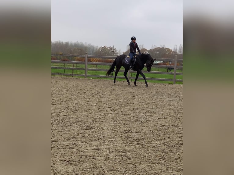 Appaloosa Mix Stute 9 Jahre 163 cm Rappe in Nijlen