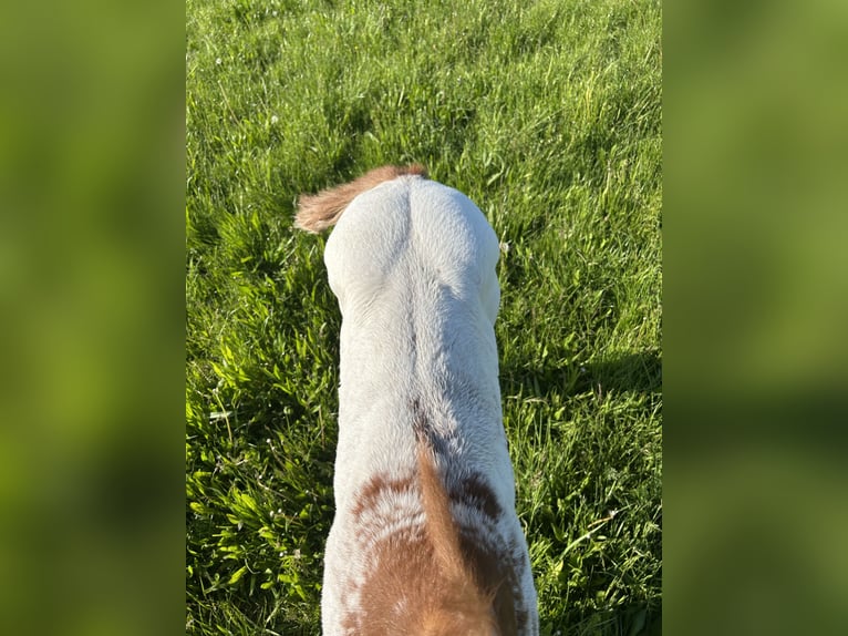 Appaloosa Stute  150 cm Fuchs in Wallerstein