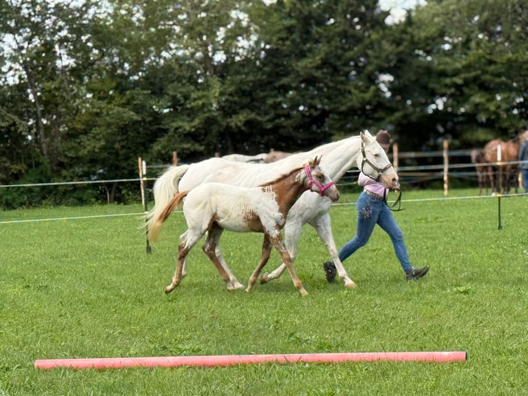 Appaloosa Stute Fohlen (04/2025) 152 cm in N&#xF6;rdlingen