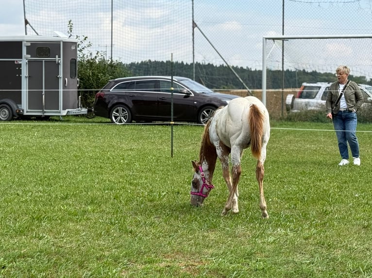 Appaloosa Stute Fohlen (04/2025) 152 cm in N&#xF6;rdlingen