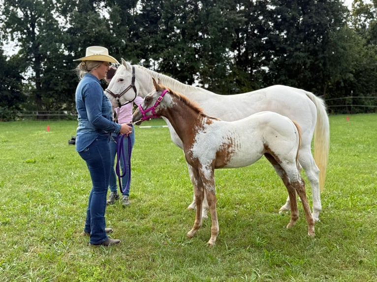 Appaloosa Stute Fohlen (04/2025) 152 cm in N&#xF6;rdlingen