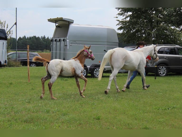 Appaloosa Stute Fohlen (04/2025) 152 cm in N&#xF6;rdlingen