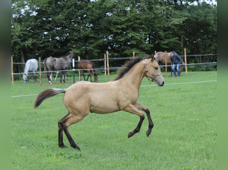 Appaloosa Stute Fohlen (04/2025) 152 cm in N&#xF6;rdlingen