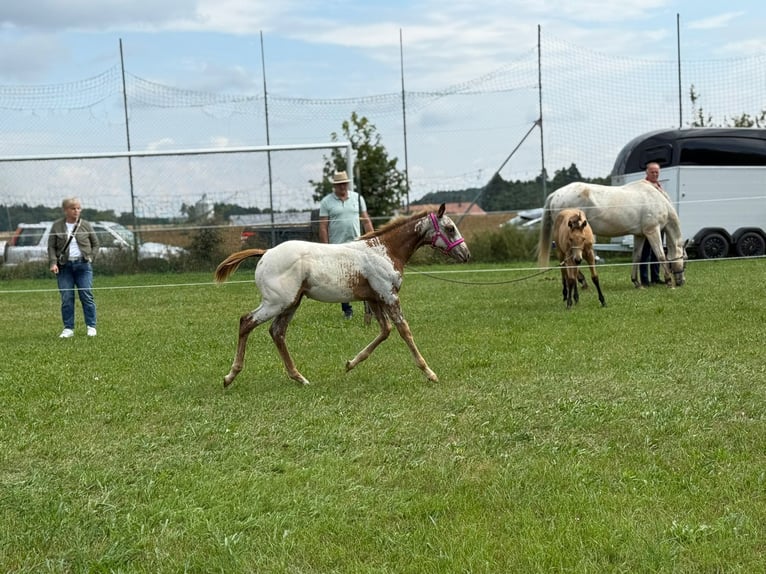 Appaloosa Stute Fohlen (04/2025) 152 cm in N&#xF6;rdlingen