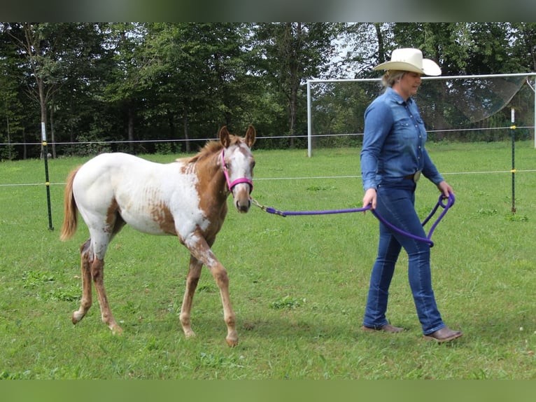 Appaloosa Stute Fohlen (04/2025) 152 cm in N&#xF6;rdlingen