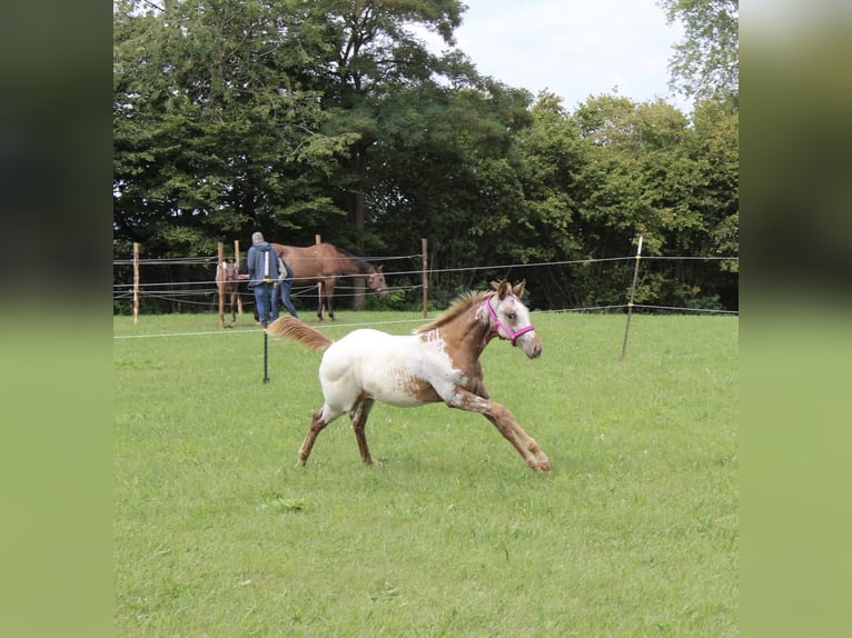 Appaloosa Stute Fohlen (04/2025) 152 cm in N&#xF6;rdlingen