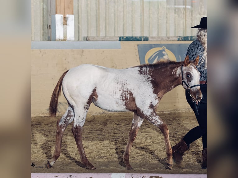 Appaloosa Stute Fohlen (04/2025) 153 cm in N&#xF6;rdlingen