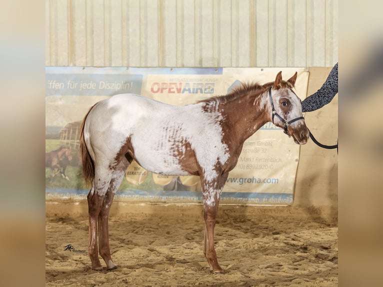 Appaloosa Stute Fohlen (04/2025) 153 cm in N&#xF6;rdlingen
