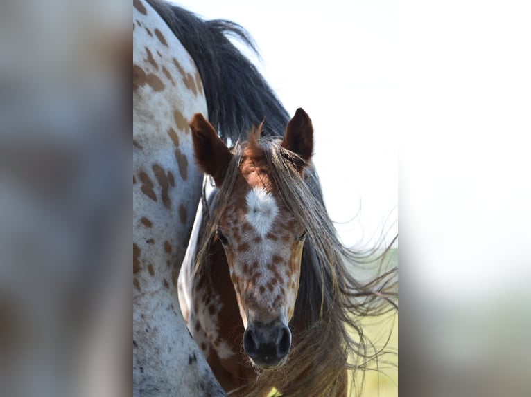 Appaloosa Stute Fohlen (04/2026) 154 cm Dunkelfuchs in Neuhausen/Spree