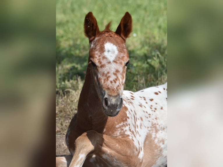 Appaloosa Stute Fohlen (04/2026) 154 cm Dunkelfuchs in Neuhausen/Spree