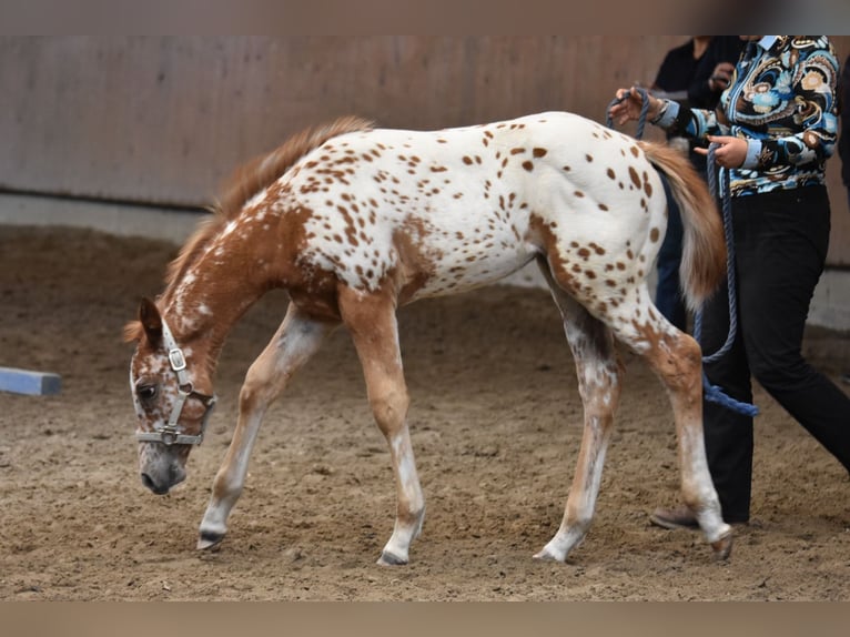 Appaloosa Stute Fohlen (04/2026) 154 cm Dunkelfuchs in Neuhausen/Spree