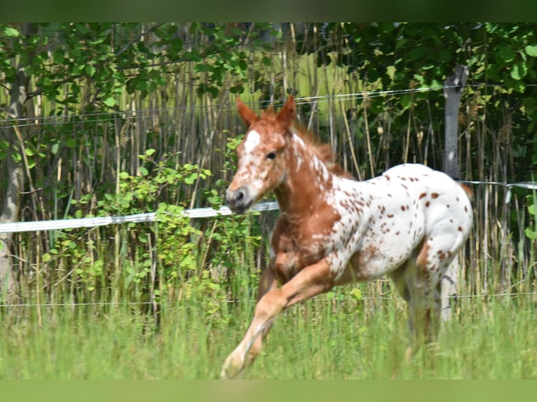 Appaloosa Stute Fohlen (04/2026) 154 cm Dunkelfuchs in Neuhausen/Spree