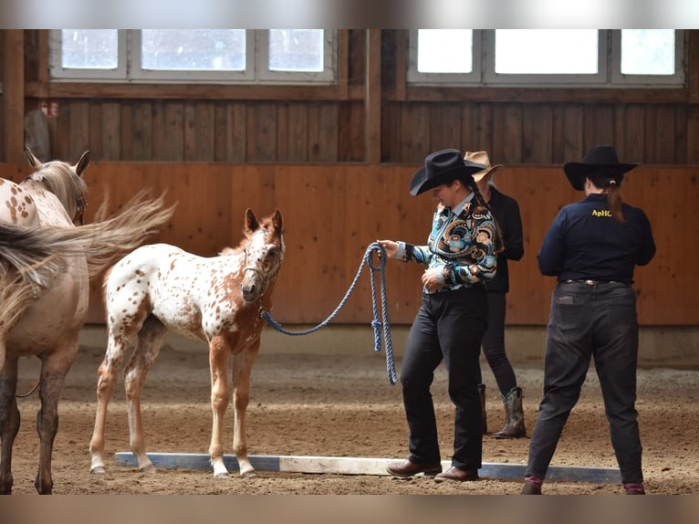 Appaloosa Stute Fohlen (04/2026) 154 cm Dunkelfuchs in Neuhausen/Spree
