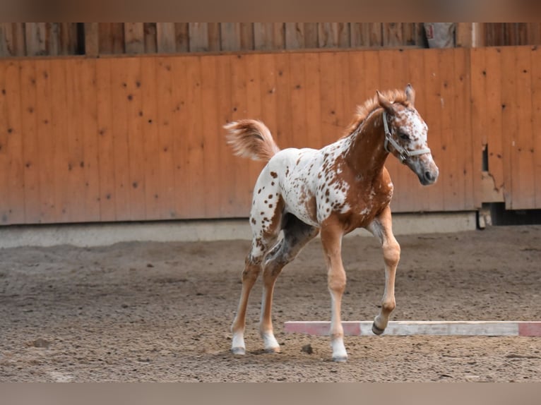 Appaloosa Stute Fohlen (04/2026) 154 cm Dunkelfuchs in Neuhausen/Spree
