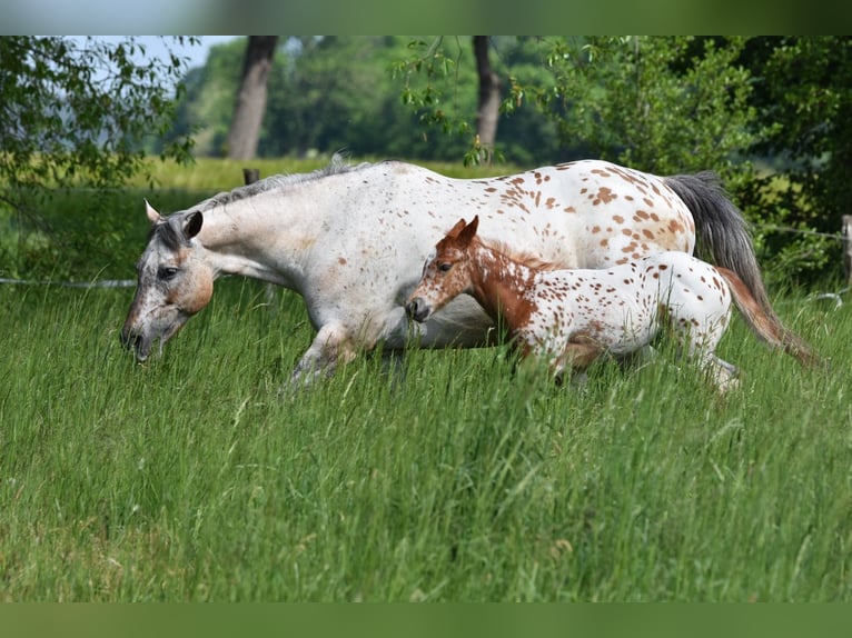 Appaloosa Stute Fohlen (04/2026) 154 cm Dunkelfuchs in Neuhausen/Spree
